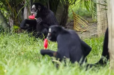 Olas de Calor: Río de Janeiro Alivia a sus Animales con Helados Especiales