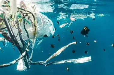 La Plaga Silenciosa: Desvelando el Impacto del Plástico en Nuestros Océanos y las Vías Hacia la Recuperación