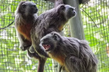 Liberación de Titíes Grises: Un Retorno Exitoso a su Hábitat Natural en Colombia