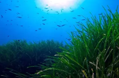 La inteligencia artificial revoluciona el mapeo de Posidonia oceánica en el Mediterráneo