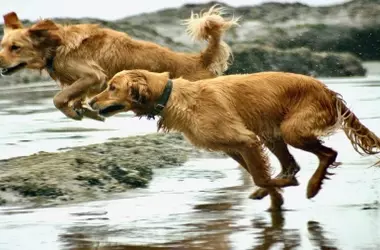 Perros Sueltos Amenazan la Supervivencia de Aves Migratorias en Urdaibai