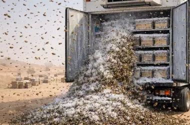 Soluciones innovadoras combaten la desertificación en el Sahel: Más allá de las falsas promesas