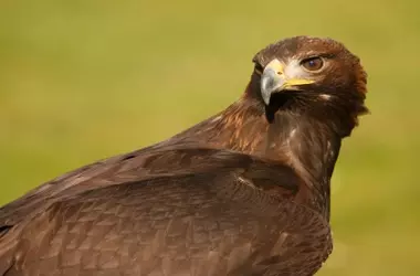 Jerez, Epicentro de la Conservación de Grandes Aves Rapaces Ibéricas