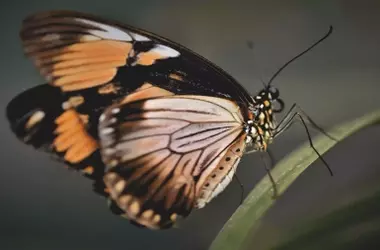 Descifrando el Genoma de las Mariposas Europeas para Combatir el Cambio Climático
