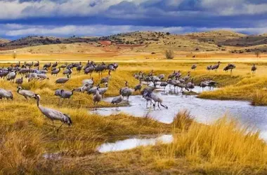 Mejora Ambiental en la Laguna de Gallocanta: Un Refuerzo Crucial para la Biodiversidad Aviaria y la Sostenibilidad Local