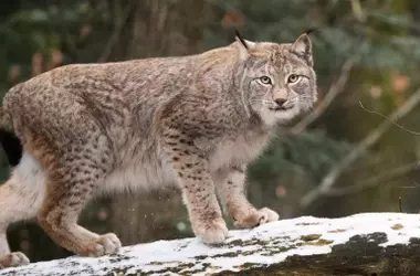 Propuesta de Reintroducción Controlada del Lince Boreal en los Pirineos Catalanes