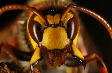 Nueva Zelanda en Alerta por Amenazas de Especies Invasoras: Avispón de Patas Amarillas y Mosca de la Fruta de Queensland