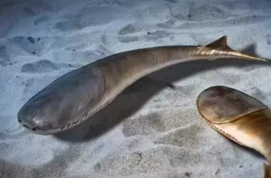 Una Extinción Masiva Permitió el Auge de los Peces en los Océanos Antiguos