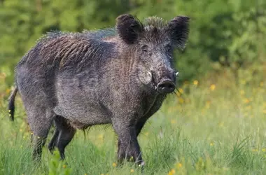 Jabalíes y su Impacto Agrícola: Un Patrón Estacional Revelado