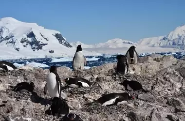 El Cambio Climático Impulsa la Reproducción Temprana de los Pingüinos Antárticos
