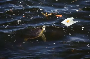 Inversión en Destrucción Natural Supera Dramáticamente a la Protección