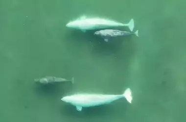 Estrategias de apareamiento de las ballenas beluga para la supervivencia