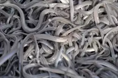 España busca proteger a la anguila declarándola en peligro de extinción
