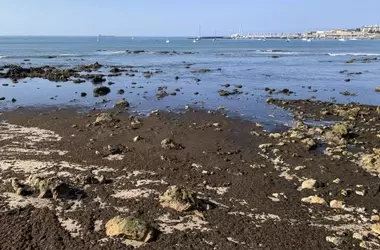 Iniciativa europea para el monitoreo de algas invasoras en el litoral ibérico