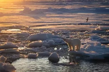 Población de osos polares en Svalbard se mantiene a pesar de la disminución del hielo