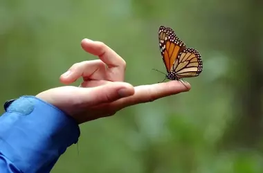 La población de mariposas monarca en EE. UU. se mantiene en niveles críticos a pesar de una leve mejoría