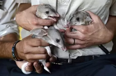 La Extinción en 2025: 44 Especies Desaparecidas Según la Lista Roja de la UICN