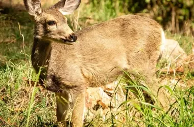 Propuesta de Sacrificio de Ciervos para la Restauración Ecológica de una Isla en Los Ángeles