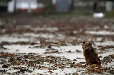 Impacto de las Tormentas Intensas en la Vida Silvestre: Estrategias de Supervivencia y Desafíos Ambientales
