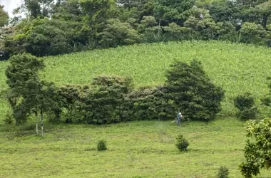 La amenaza de los plaguicidas a la biodiversidad global