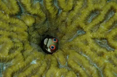 Impacto del Deterioro de los Arrecifes de Coral en la Biodiversidad Marina del Caribe