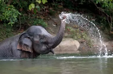La extraordinária sensibilidad táctil de la trompa del elefante: un prodigio de la naturaleza