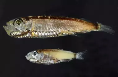 Peces de aguas profundas: Visión Híbrida Única