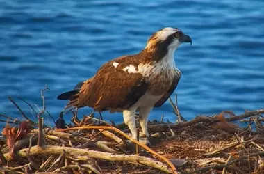 Monitoreo en vivo de nido de águila pescadora en Mallorca
