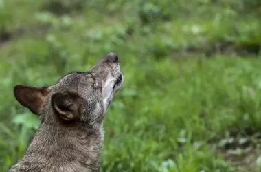 La caza de lobos solo se permite si es la única opción para proteger el ganado