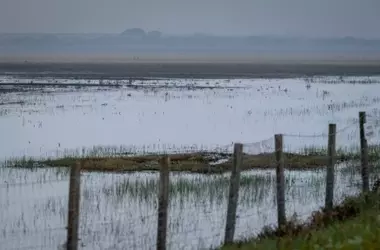 Doñana Experimenta la Inundación Más Significativa en Dieciséis Años