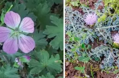 Plantas y Especies Marinas Amenazadas Reciben Apoyo para su Conservación en España