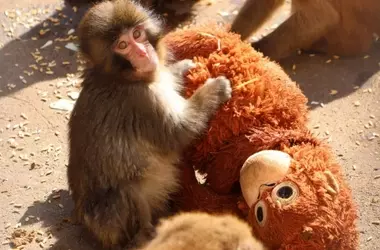 Macaco huérfano y su peluche conmueven a Japón