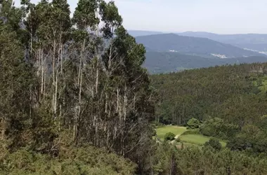 Amenaza Invasora: Pinos, Eucaliptos y Acacias Estrangulan Bosques Mediterráneos