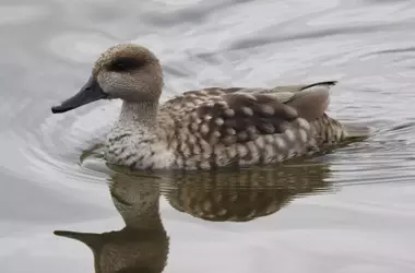 Éxito histórico en la recuperación de la cerceta pardilla: aumento récord de hembras reproductoras y crías