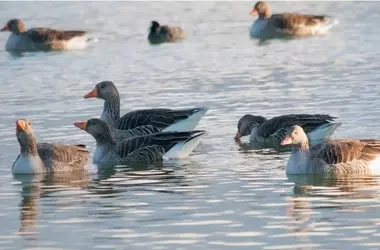 Aves Migratorias en Doñana: Una Recuperación Prometedora