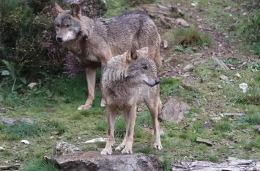 Fin de la Caza Indiscriminada de Lobos en España por Decisión del Tribunal Supremo