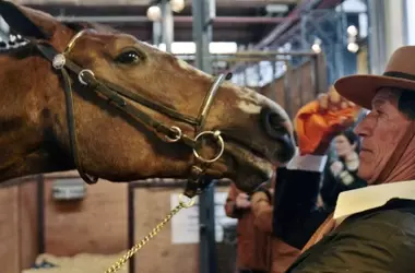 El Enigma del Relincho Equino: Un Estudio Revela la Bifonación Vocal de los Caballos