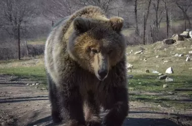 El Oso Pardo Reaparece en el Noroeste Ibérico Tras Siglo y Medio