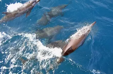 Contaminación Electrónica Amenaza a la Vida Marina: La Detección de Químicos en Delfines y Marsopas