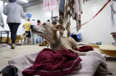 Influencia Canina en el Ambiente Interno: Un Estudio Revela Detalles Sorprendentes