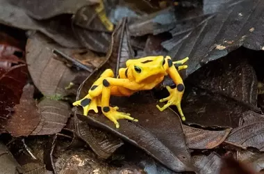 El Retorno Esperanzador de la Rana Dorada de Panamá