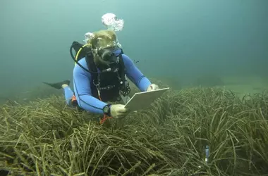 Baleares: Estabilidad y Mejora en las Praderas de Posidonia