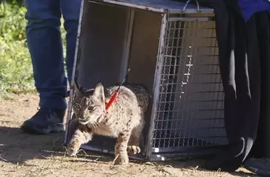 Linces Ibéricos Wala y Watu: Dos Nuevos Guardianes en Lorca, Murcia