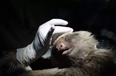 Centro de Rescate de Vida Silvestre en Costa Rica: Un Refugio para Animales Afectados por la Actividad Humana