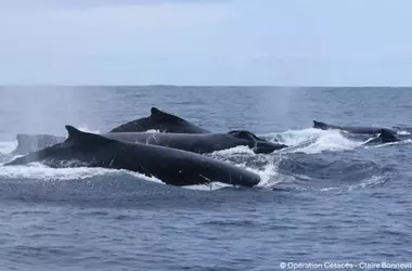 La Recuperación de la Ballena Jorobada: Un Análisis de su Comportamiento Reproductivo