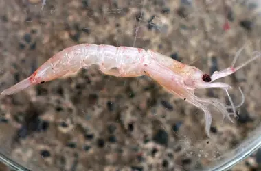 Cuestionan la sostenibilidad de la pesca de krill antártico