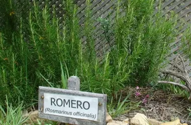 La Relevancia de las Plantas Medicinales en el Contexto del Fenómeno 'Hamnet'