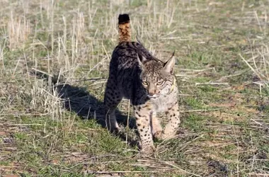 Descubierto lince ibérico atropellado en Madrid, originario de Valencia