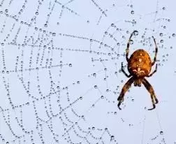 Urgencia en la Conservación de Arácnidos e Insectos: Un Llamado a la Acción Global