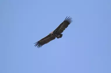 Reintroducción exitosa del buitre negro en los Pirineos: un logro para la biodiversidad